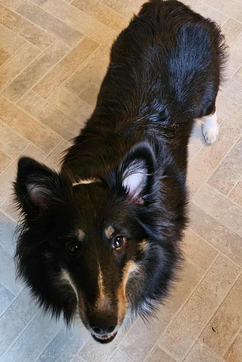 Enlarge Allison(Allie), a ADOPTABLE Shetland Sheepdog / Sheltie in Chattanooga, TN image 3/5