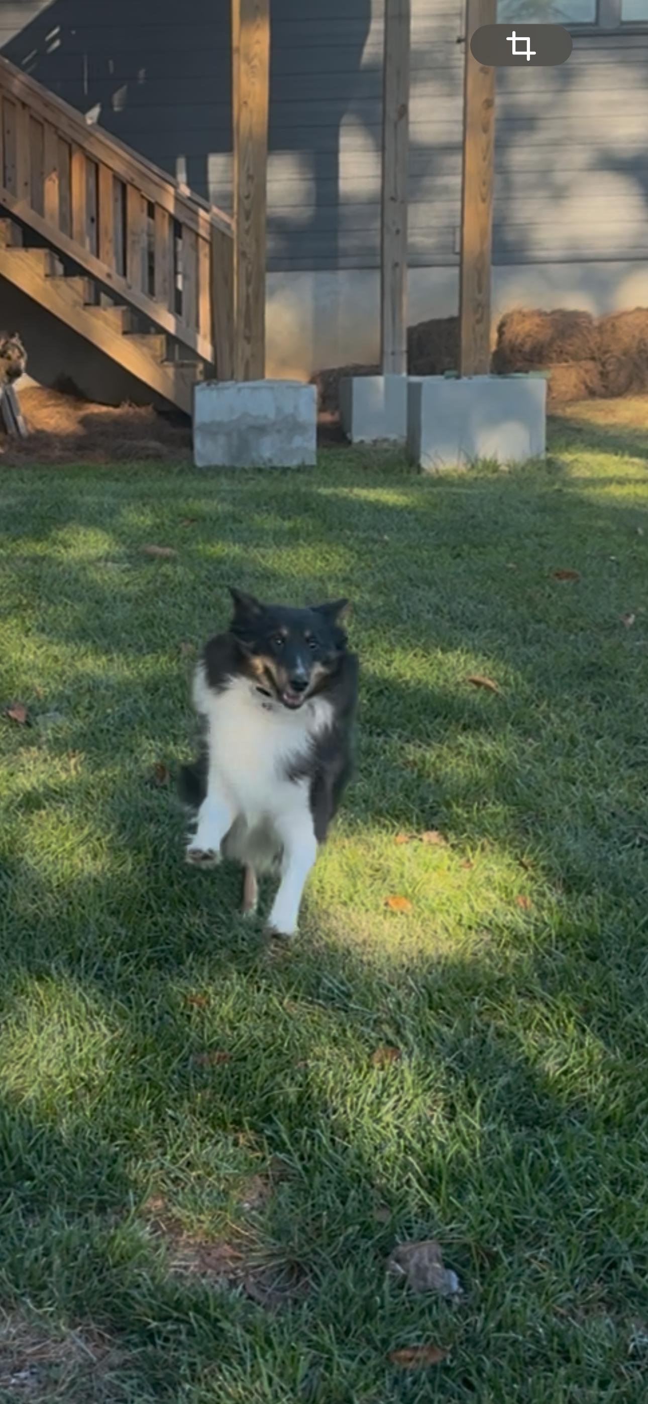 Enlarge Allison(Allie), a ADOPTABLE Shetland Sheepdog / Sheltie in Chattanooga, TN image 4/5