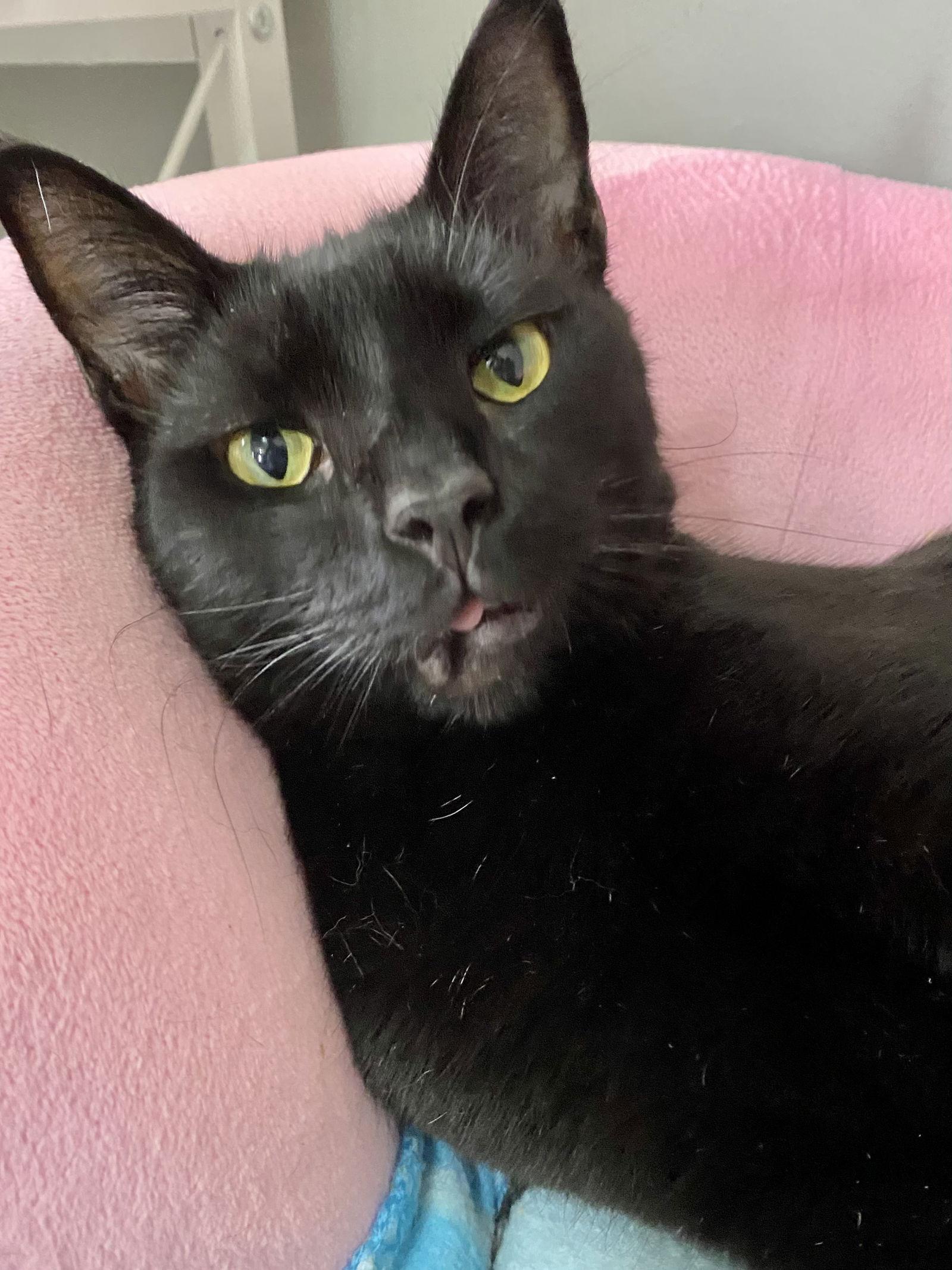 Vamp, a Adoptable Domestic Short Hair in Oakland Park, FL image 2/3