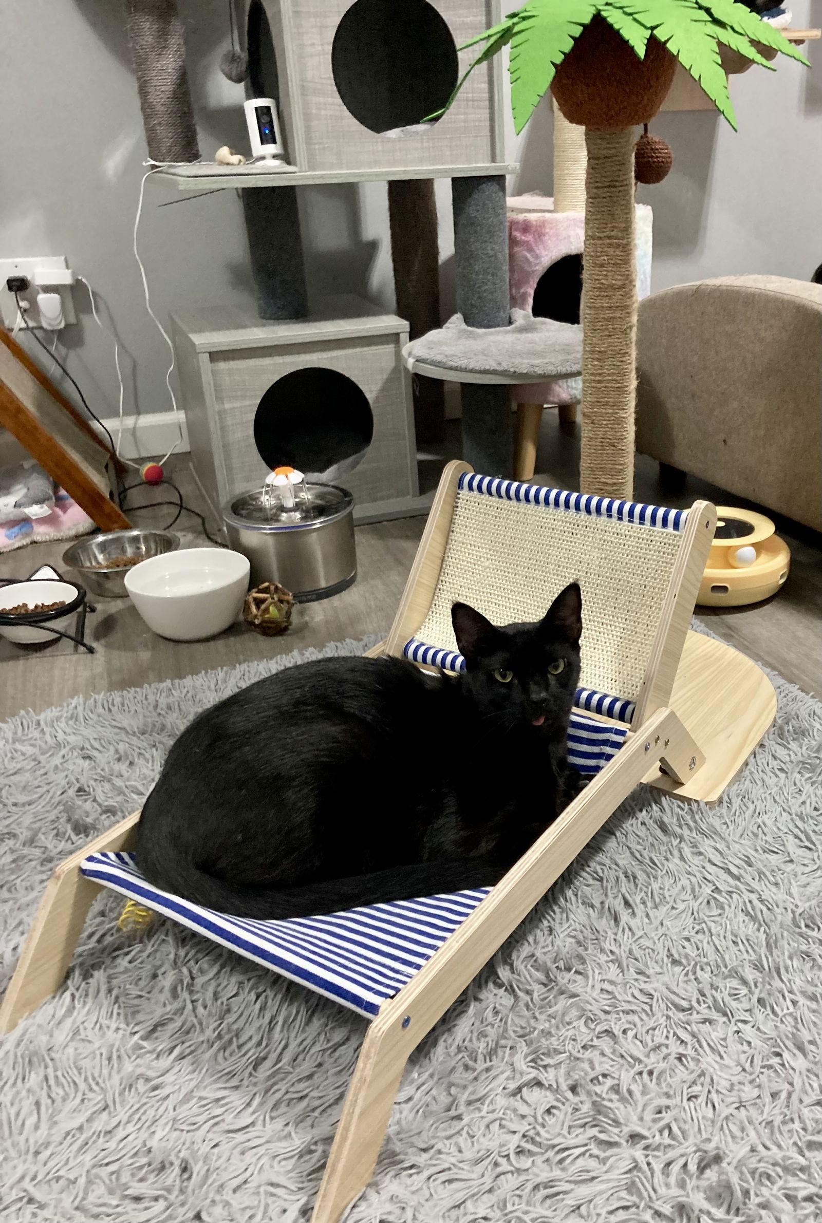 Vamp, Adoptable, Adult Male Domestic Short Hair.