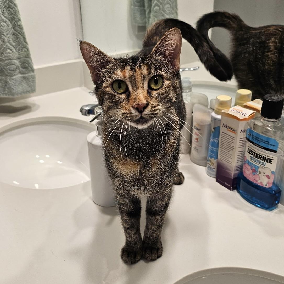 Enlarge Barilla, a Adoptable Tabby in Howell, NJ image 2/6