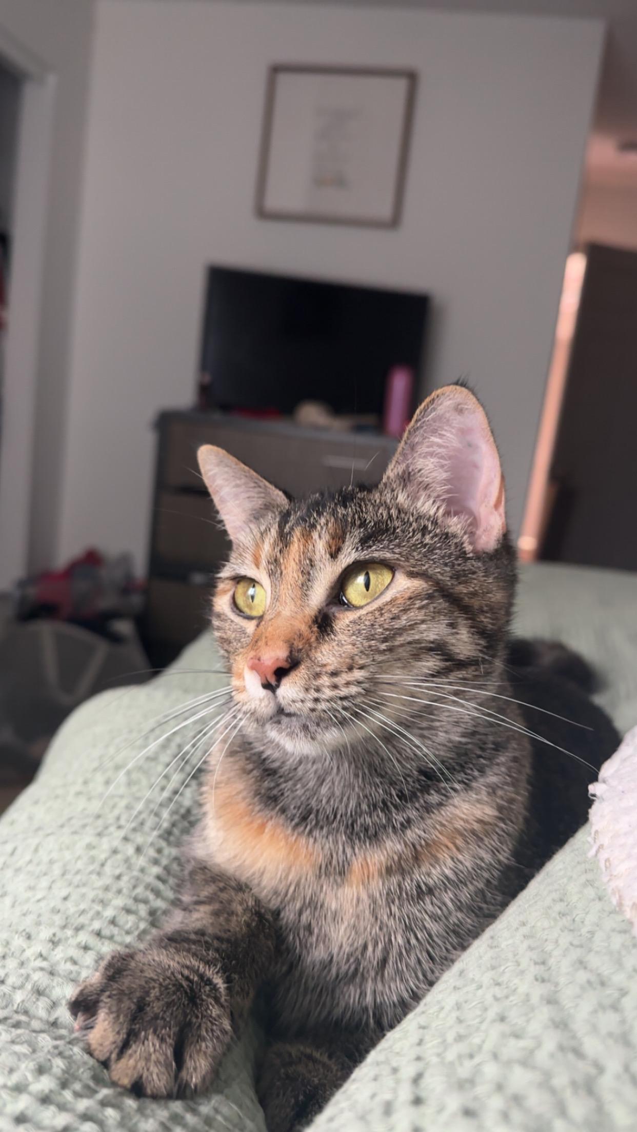 Enlarge Barilla, a Adoptable Tabby in Howell, NJ image 1/6