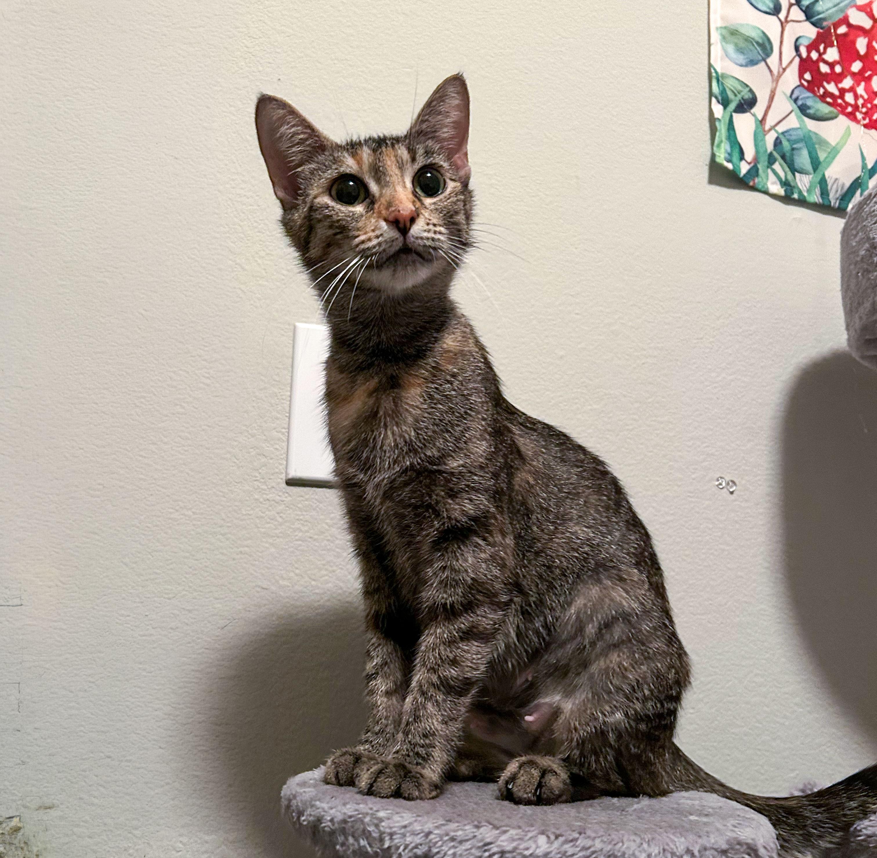 Enlarge Barilla, a Adoptable Tabby in Howell, NJ image 3/6