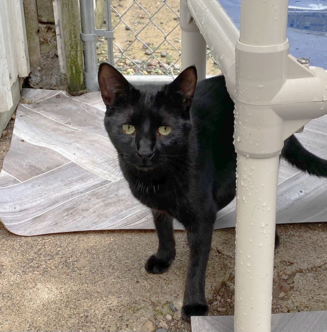 Jordan, a Adoptable Domestic Short Hair in New Richmond, WI image 1/2