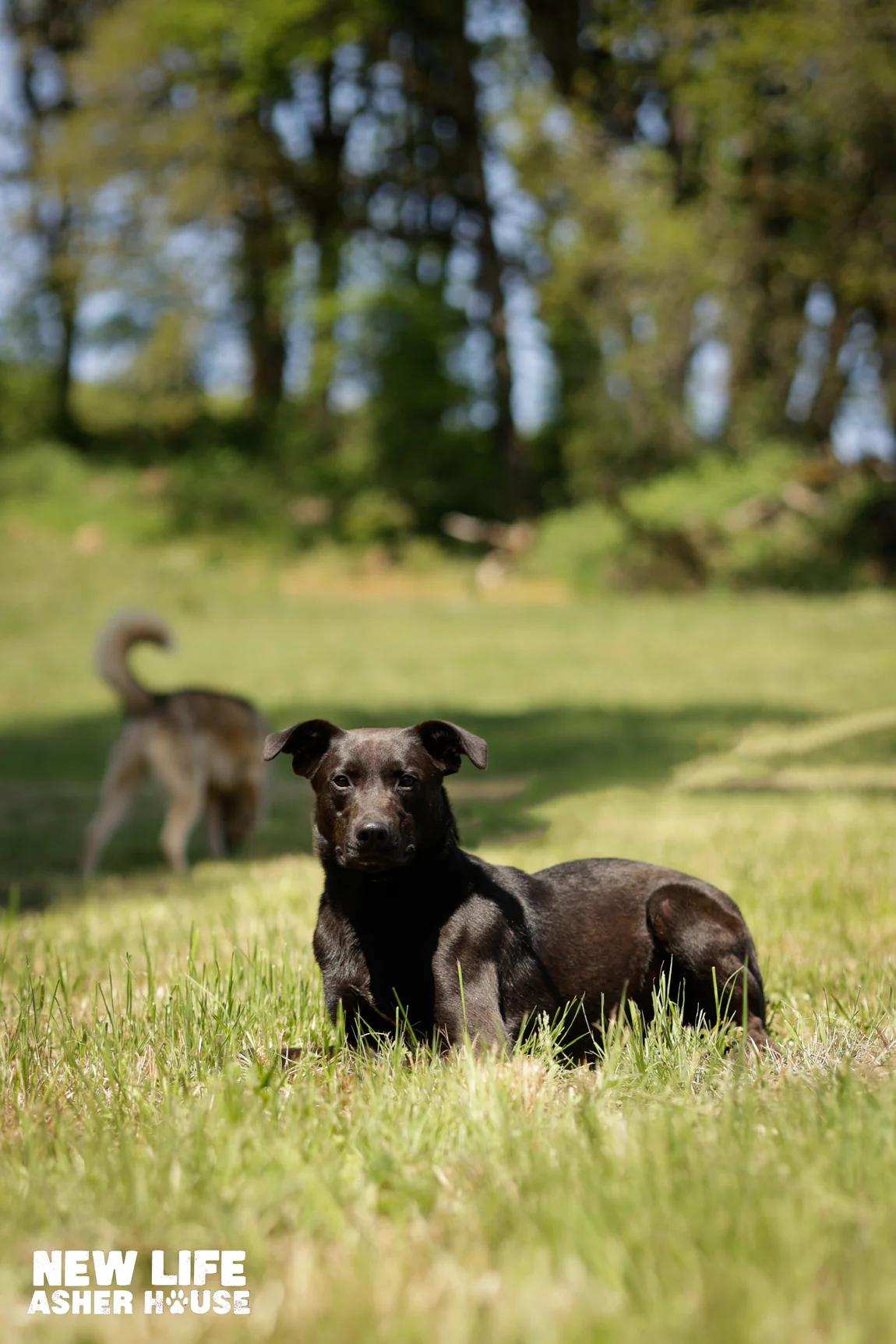 Burger, Adoptable, Young Male Labrador Retriever.