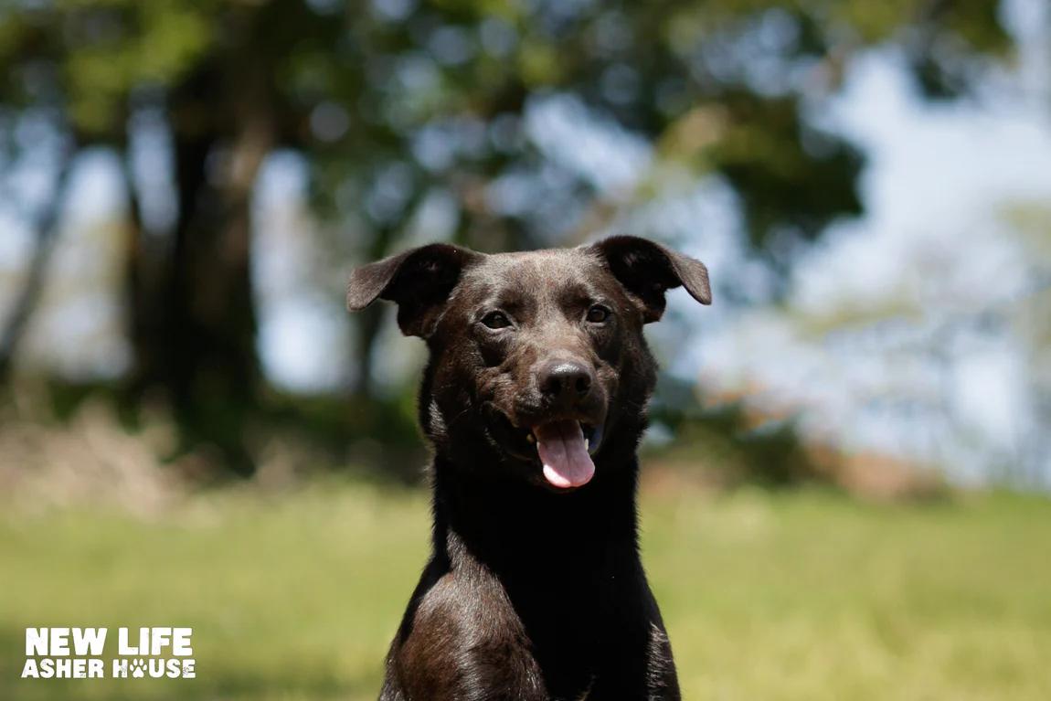 Burger, Adoptable, Young Male Labrador Retriever.