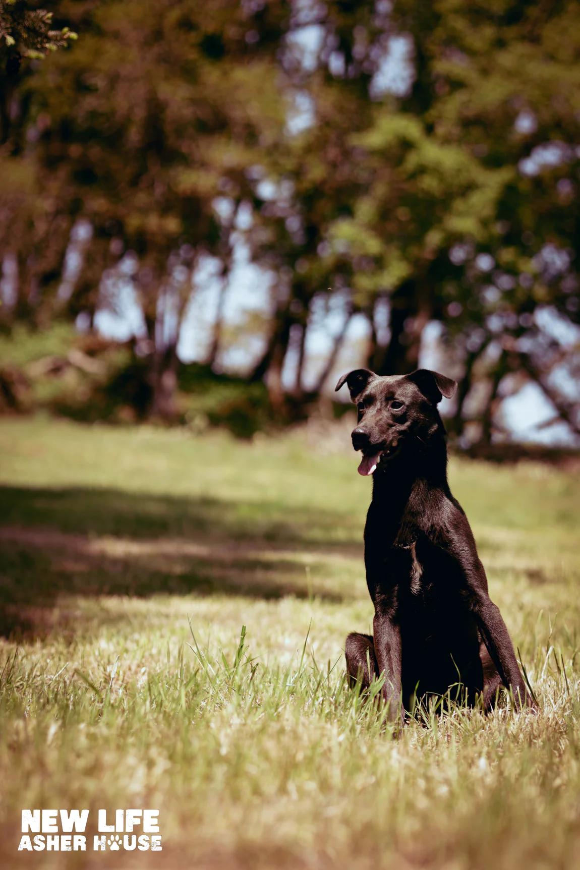 Burger, a Adoptable mixed breed in Portland, OR image 3/4