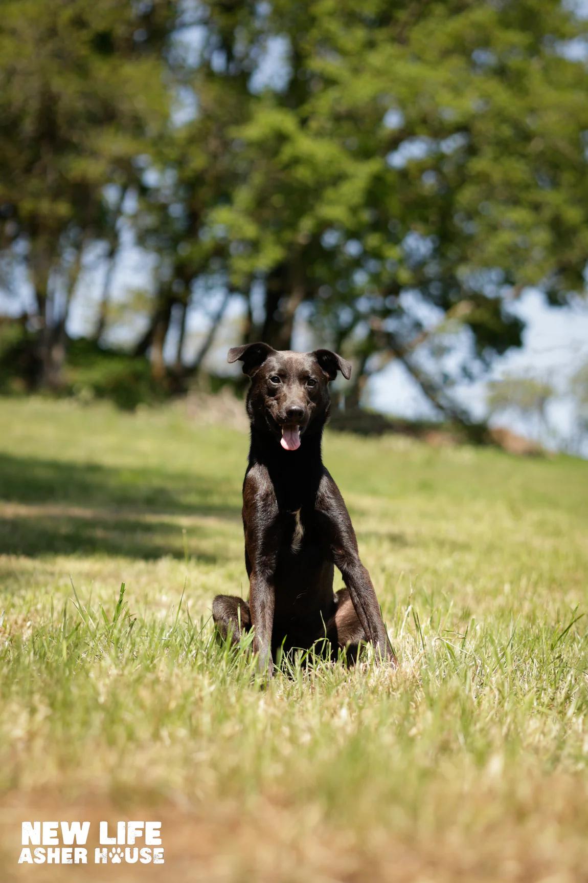 Burger, a Adoptable mixed breed in Portland, OR image 4/4