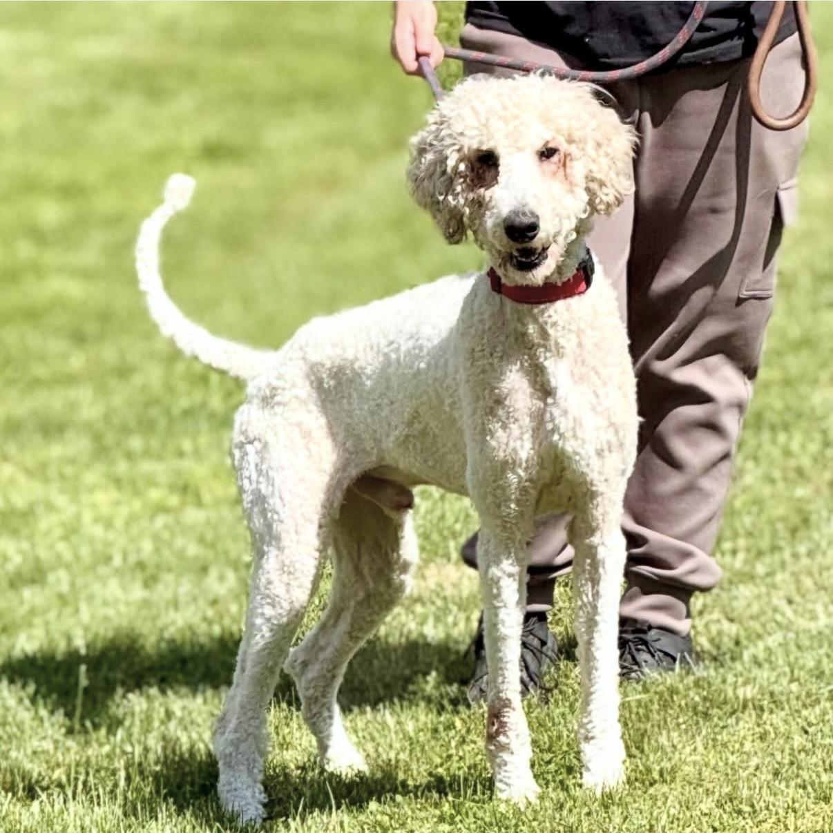 Brock, an adopted Standard Poodle in Gallatin, TN image 6/6