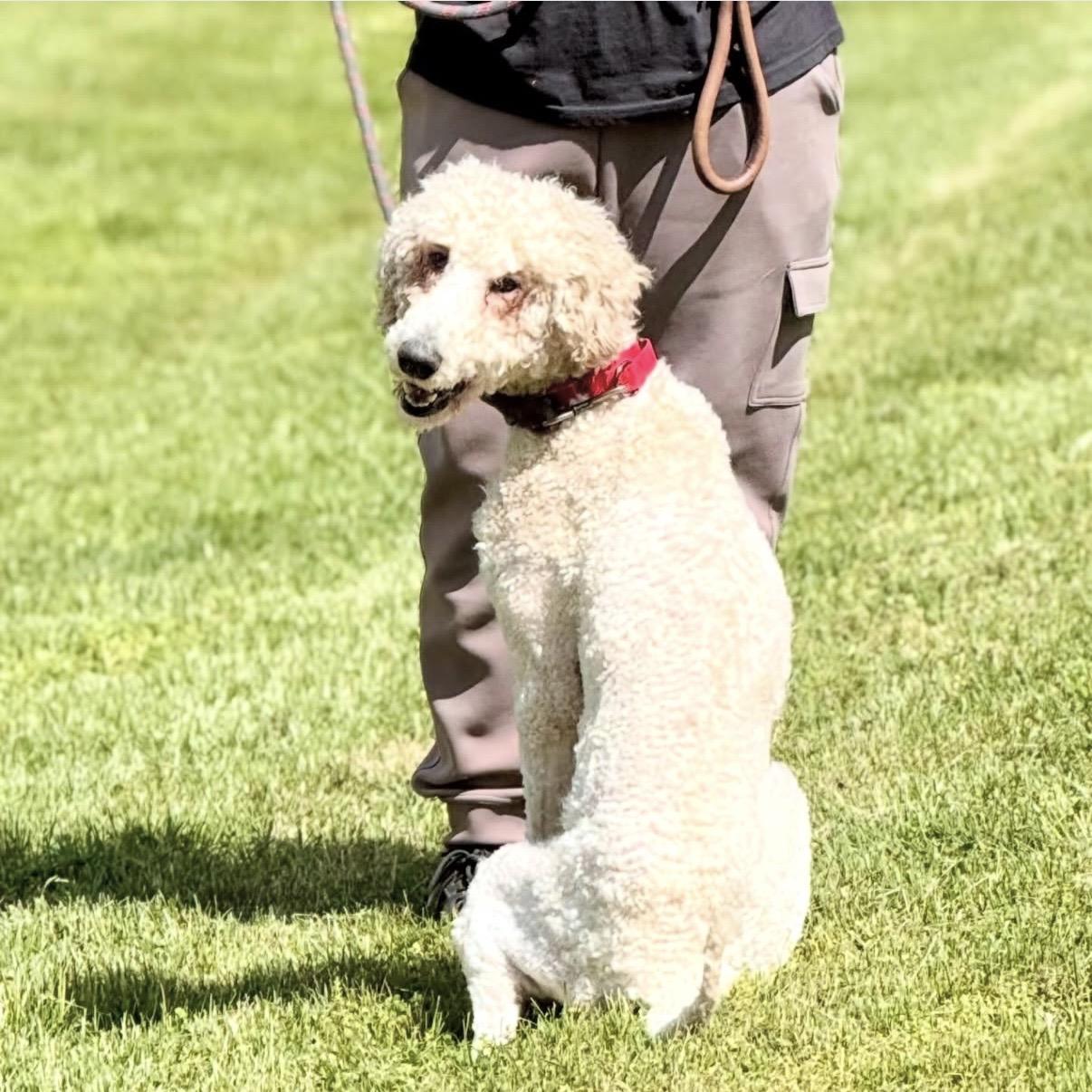 Brock, adopted, Young Male Standard Poodle.