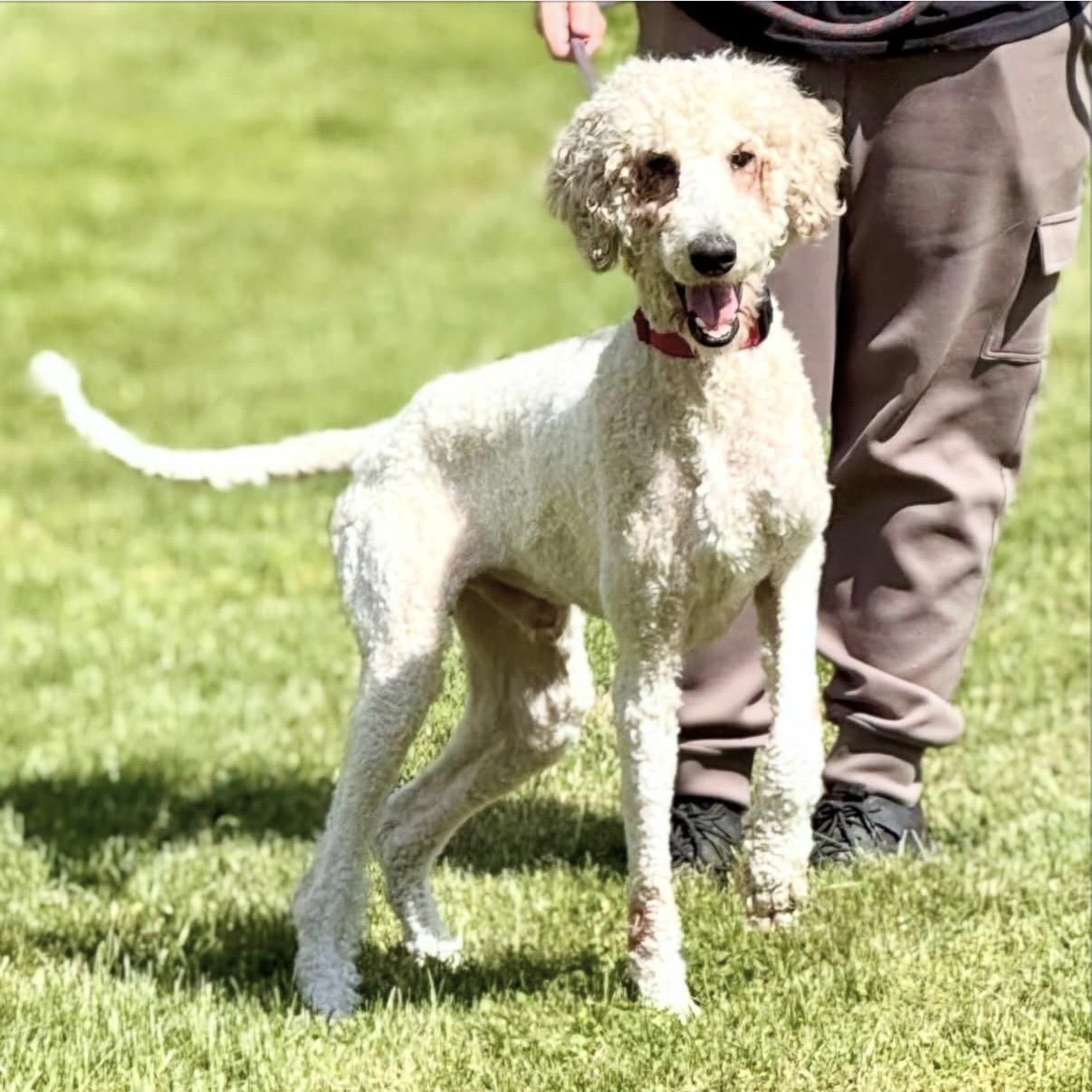 Brock, an adopted Standard Poodle in Gallatin, TN image 2/6