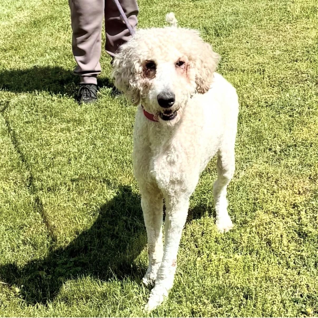 Brock, an adopted Standard Poodle in Gallatin, TN image 4/6