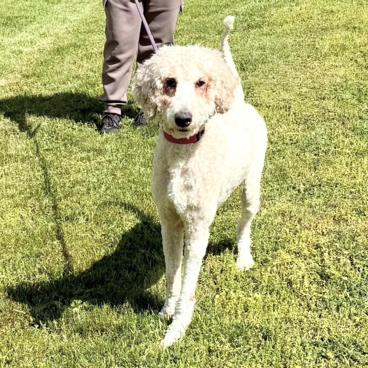 Brock, an adopted Standard Poodle in Gallatin, TN image 5/6