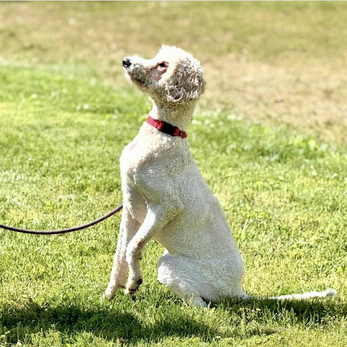 Brock, an adopted Standard Poodle in Gallatin, TN image 3/6