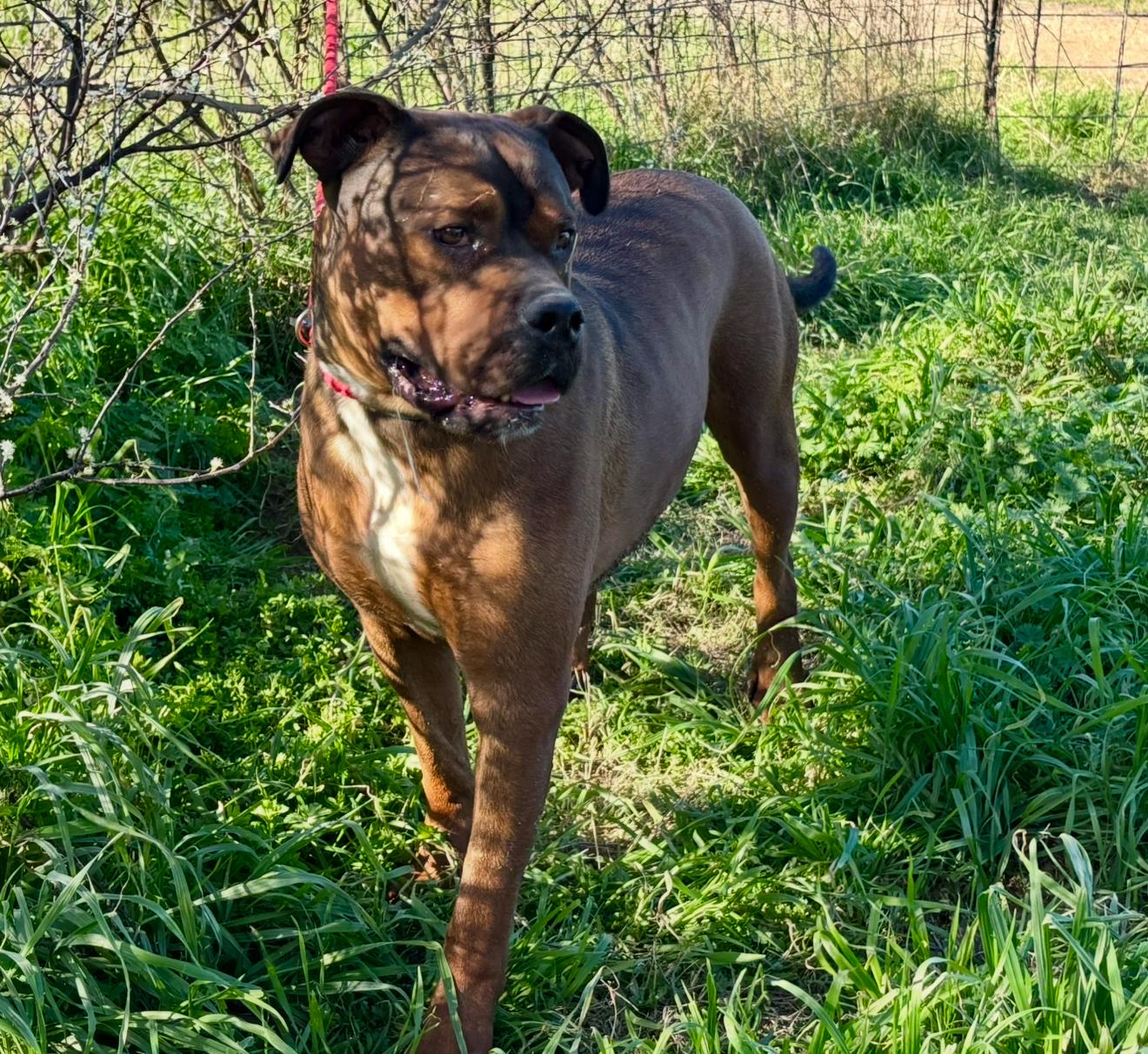 "GROOTS", a Adoptable mixed breed in Rockdale, TX image 2/4