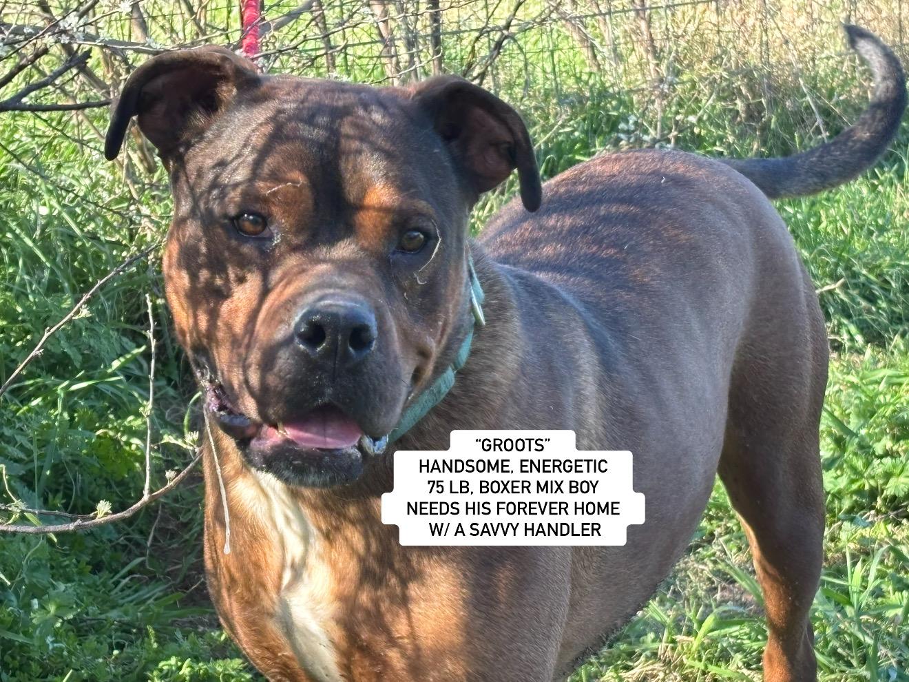 "GROOTS", Adoptable, Young Male Boxer.