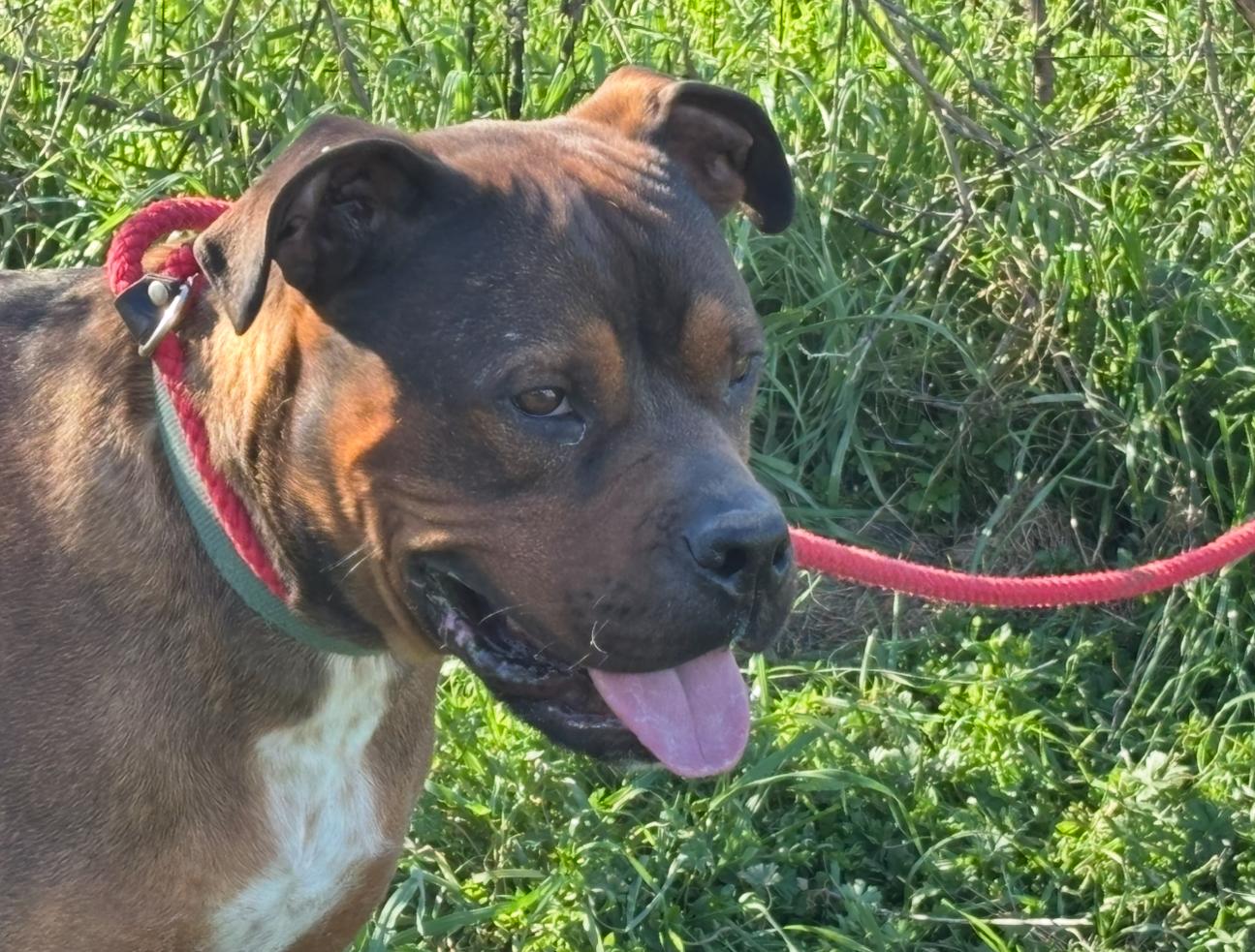 "GROOTS", a Adoptable mixed breed in Rockdale, TX image 3/4