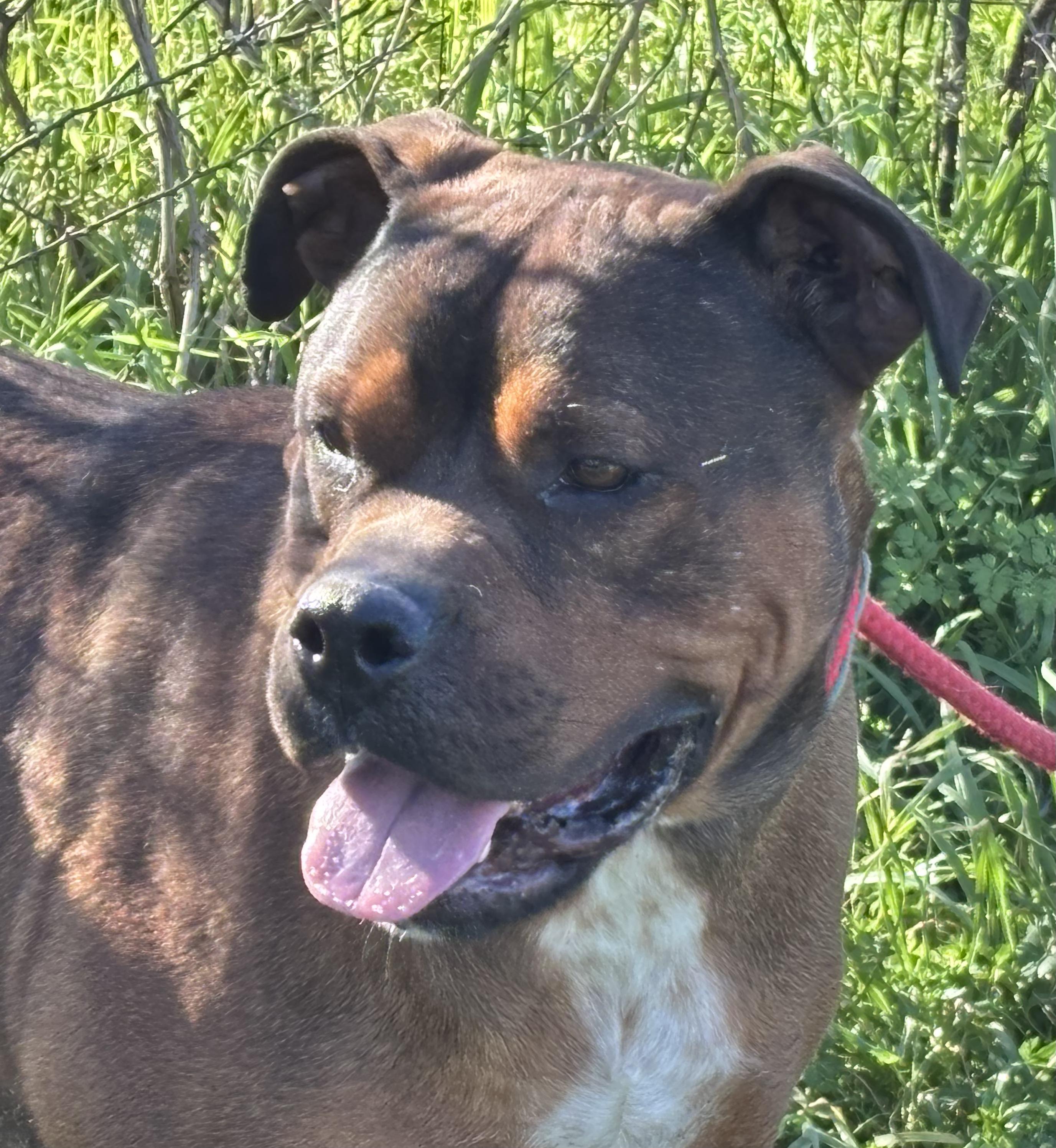 "GROOTS", a Adoptable mixed breed in Rockdale, TX image 4/4