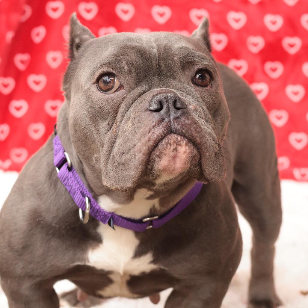 Enlarge Charlotte, a Adoptable Mixed Breed in Philadelphia, PA image 1/6