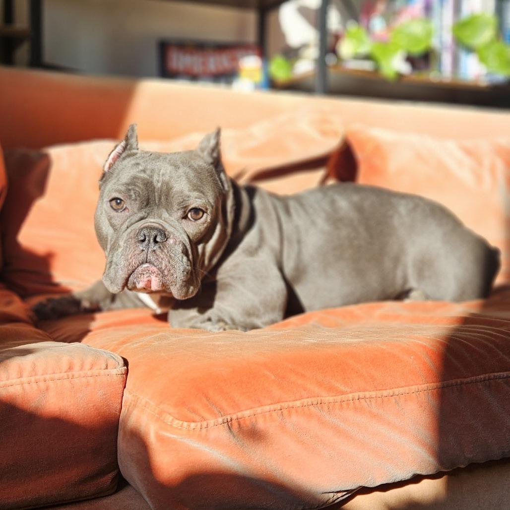 Enlarge Charlotte, a Adoptable Mixed Breed in Philadelphia, PA image 3/6