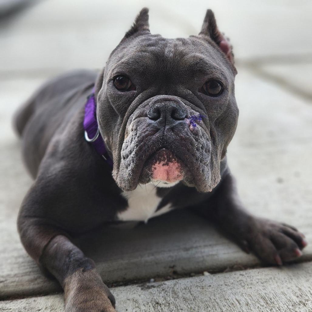 Enlarge Charlotte, a Adoptable Mixed Breed in Philadelphia, PA image 4/6