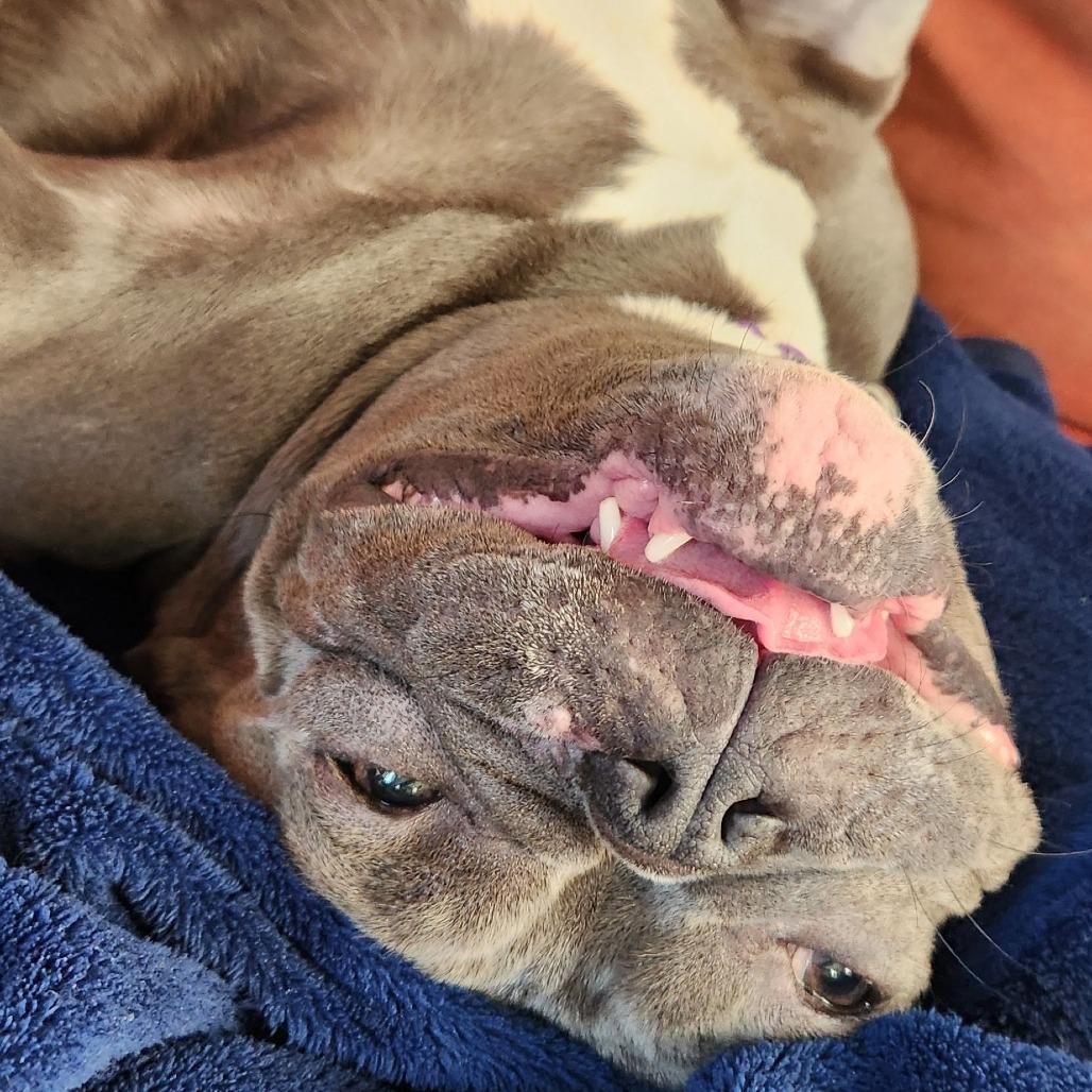 Enlarge Charlotte, a Adoptable Mixed Breed in Philadelphia, PA image 5/6