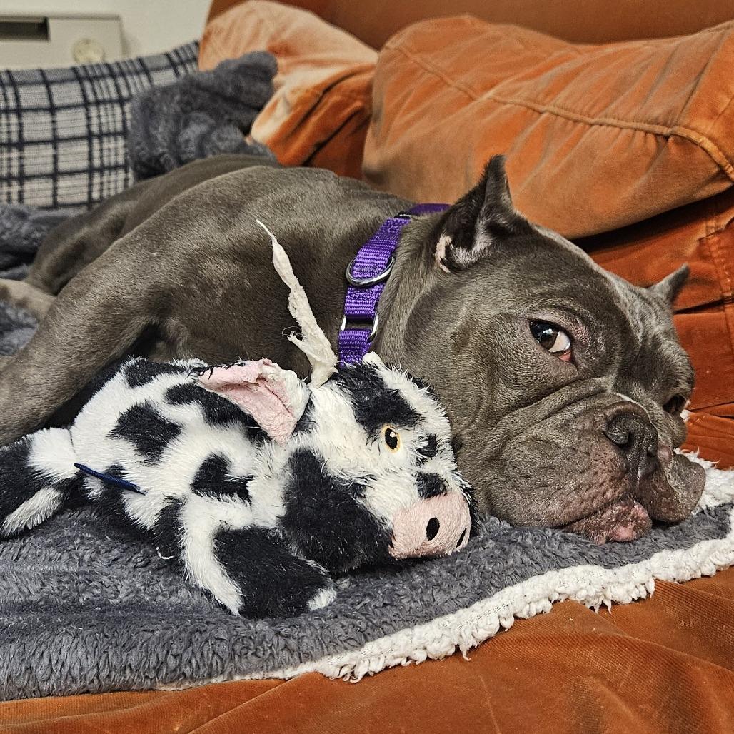 Enlarge Charlotte, a Adoptable Mixed Breed in Philadelphia, PA image 6/6