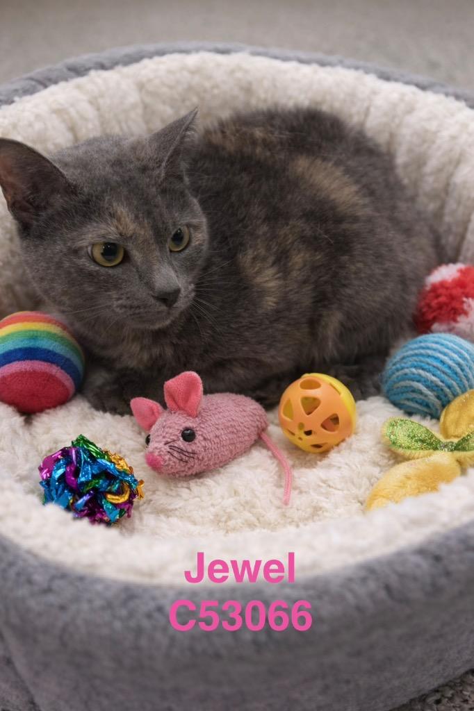 Enlarge Jewel, a Adoptable mixed breed in Clarksville, TN image 1/1