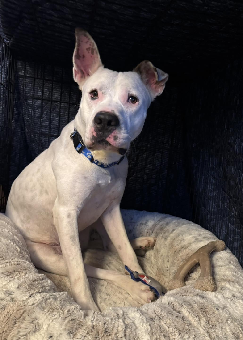 Lucky, Adoptable, Adult Male Cane Corso.