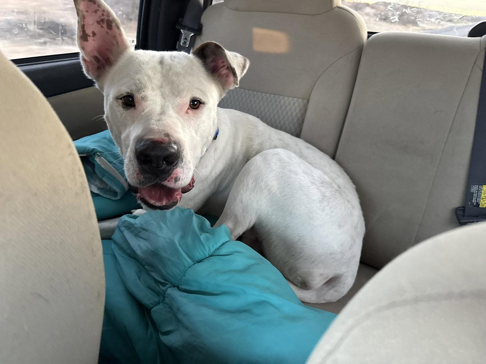 Enlarge Lucky, a Adoptable Cane Corso in Williamsburg, NM image 2/3