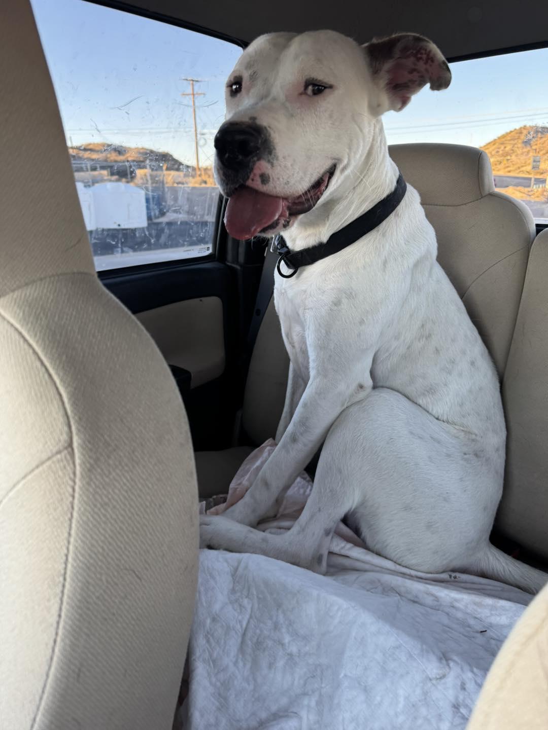 Enlarge Lucky, a Adoptable Cane Corso in Williamsburg, NM image 3/3