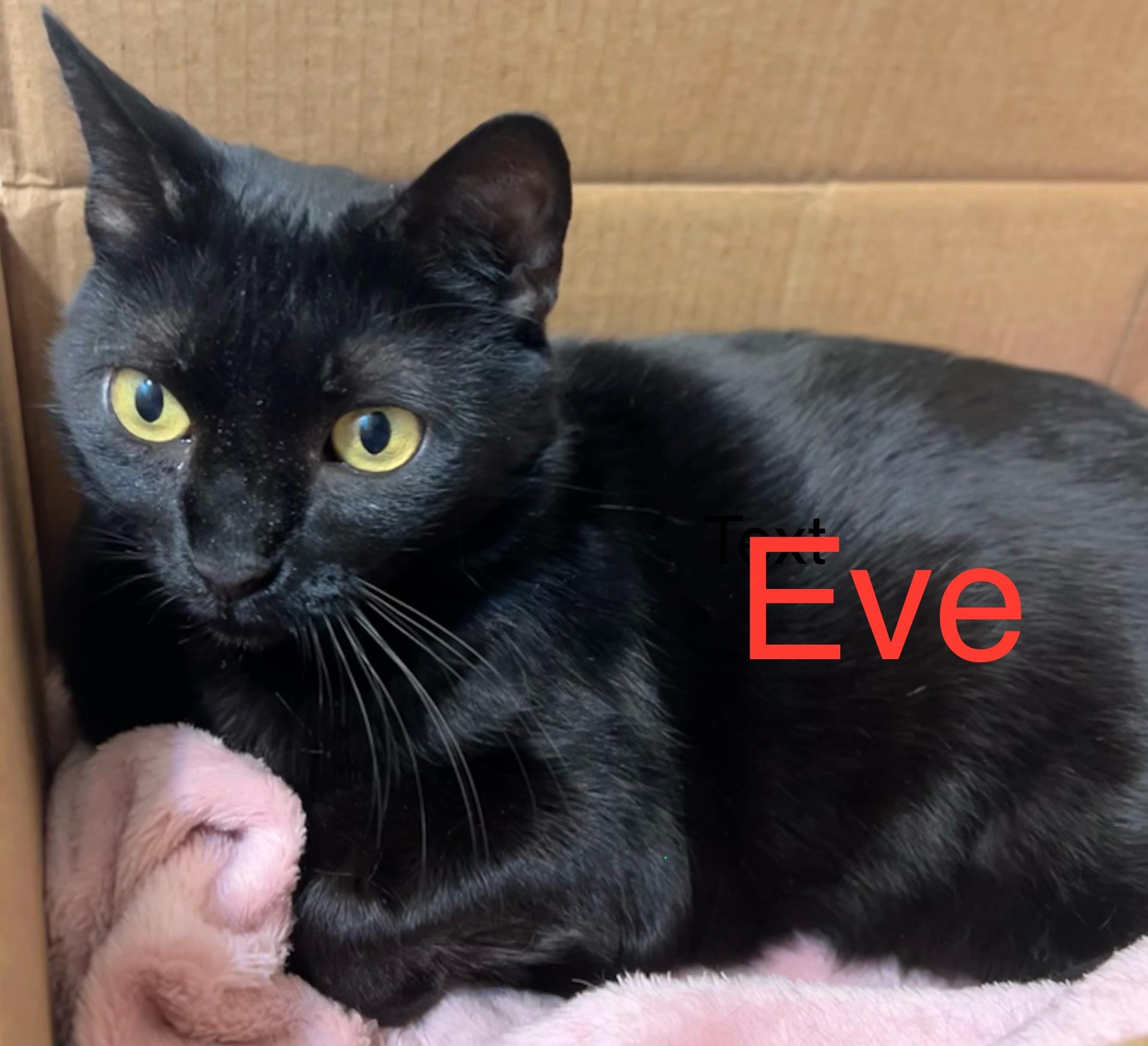 Eve, Adult Female Bombay