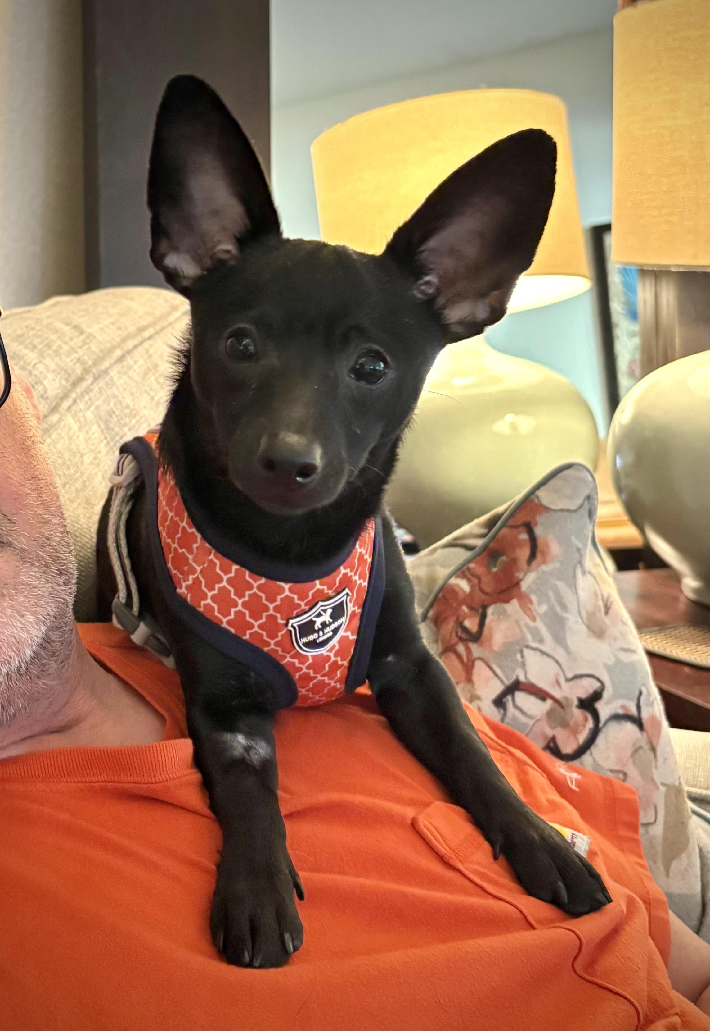 Pixel, an adopted mixed breed in Oakland, CA image 2/4