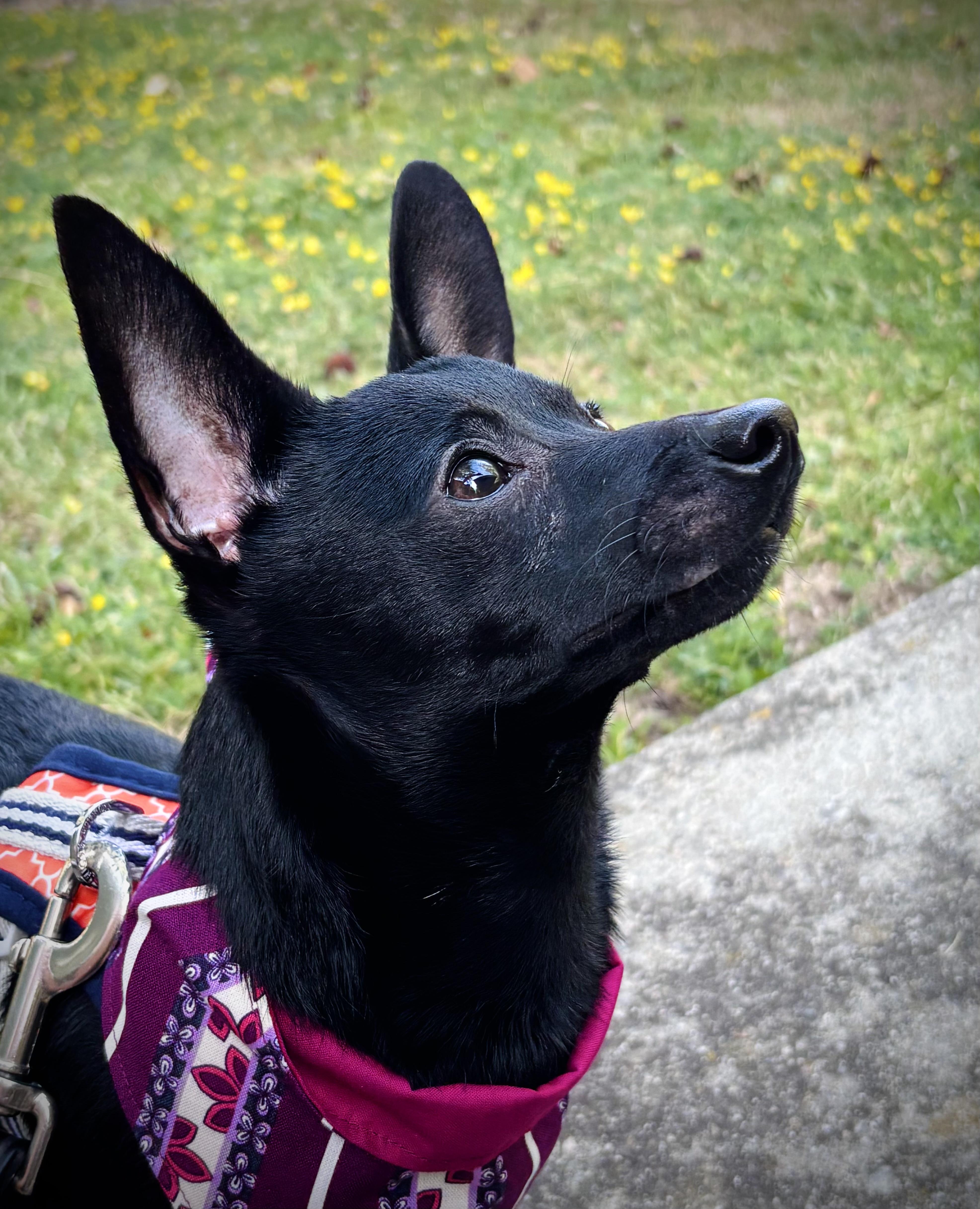Pixel, an adopted mixed breed in Oakland, CA image 3/4