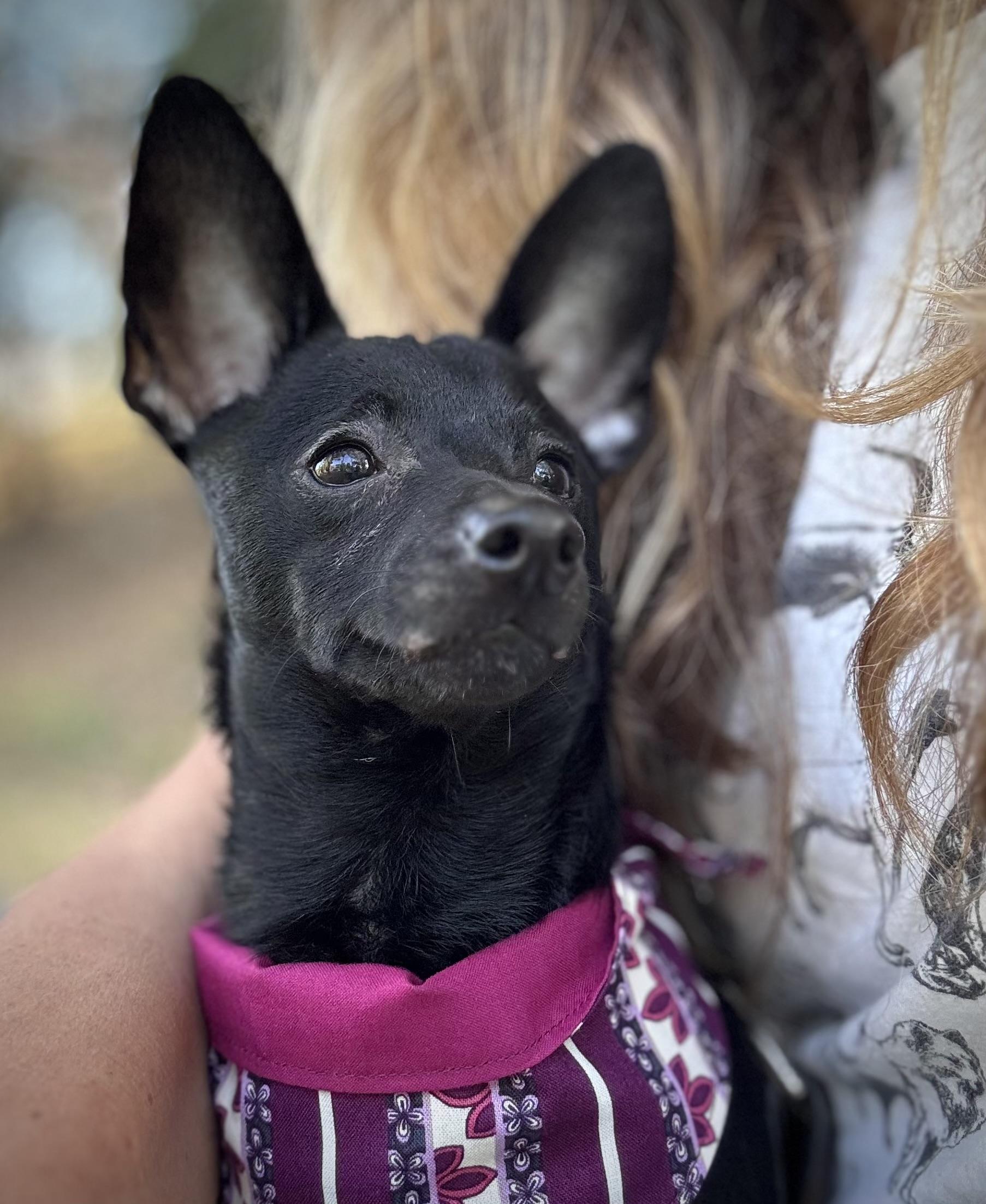 Pixel, an adopted mixed breed in Oakland, CA image 4/4