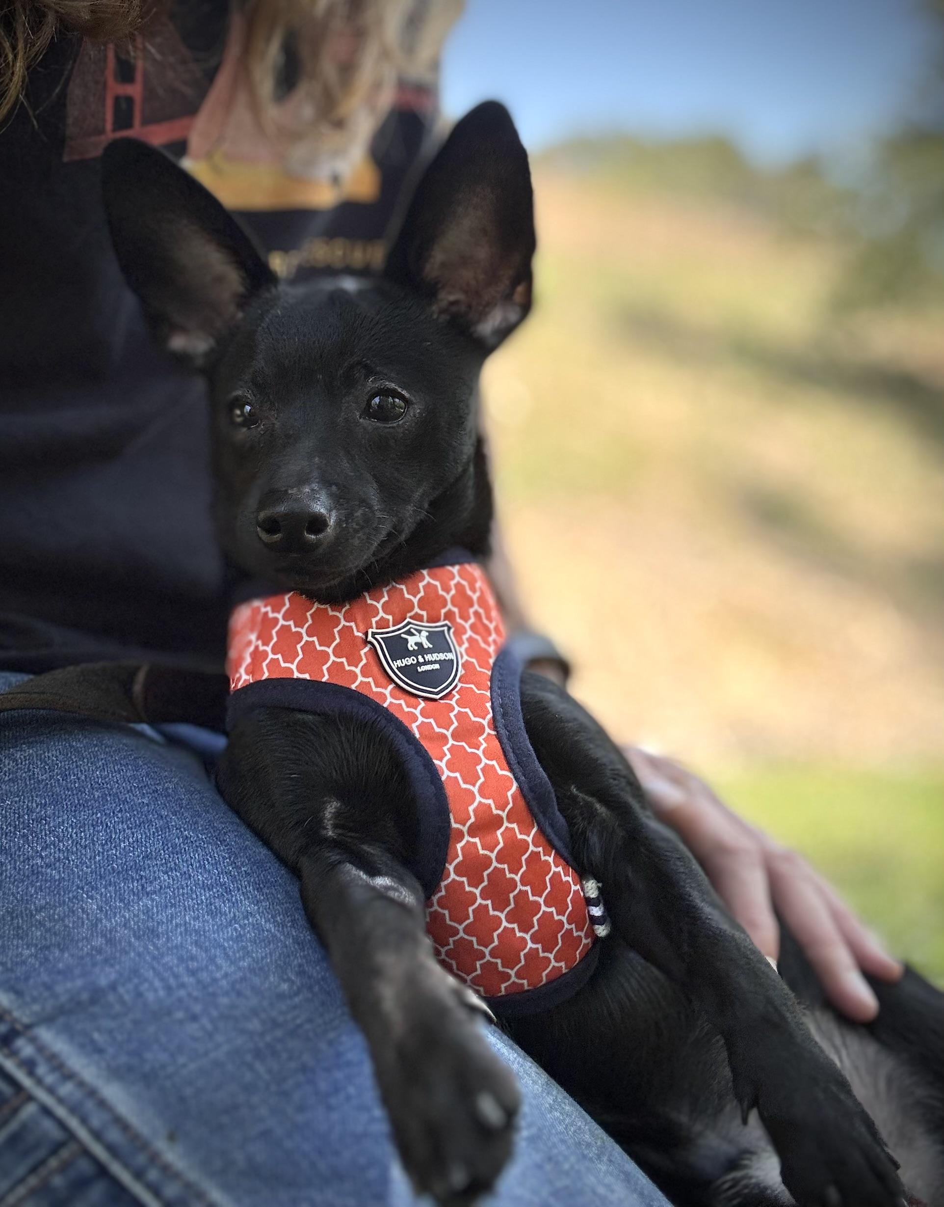 Pixel, an adopted mixed breed in Oakland, CA image 1/4