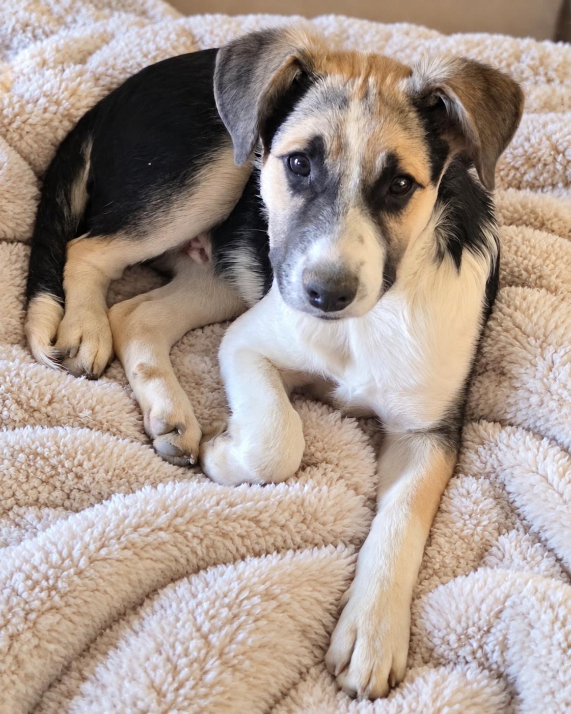 Enlarge Chuck, a Adoptable mixed breed in RUSSIAVILLE, IN image 1/2