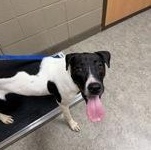 Enlarge Uno 60301809, a ADOPTABLE mixed breed in Harvey , LA image 2/2