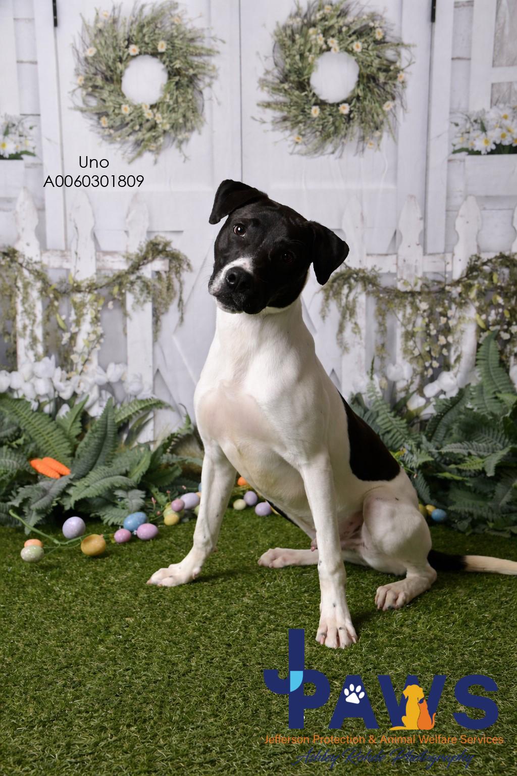 Enlarge Uno 60301809, a ADOPTABLE mixed breed in Harvey , LA image 1/2