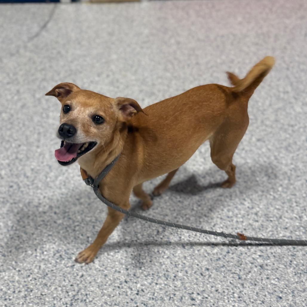 Morten, Adoptable, Senior Male Chihuahua & Mixed Breed.