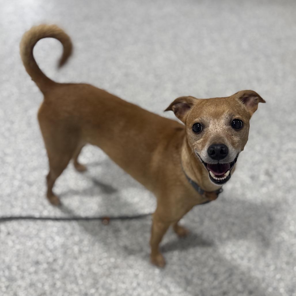 Enlarge Morten, a Adoptable mixed breed in Newberg, OR image 2/6