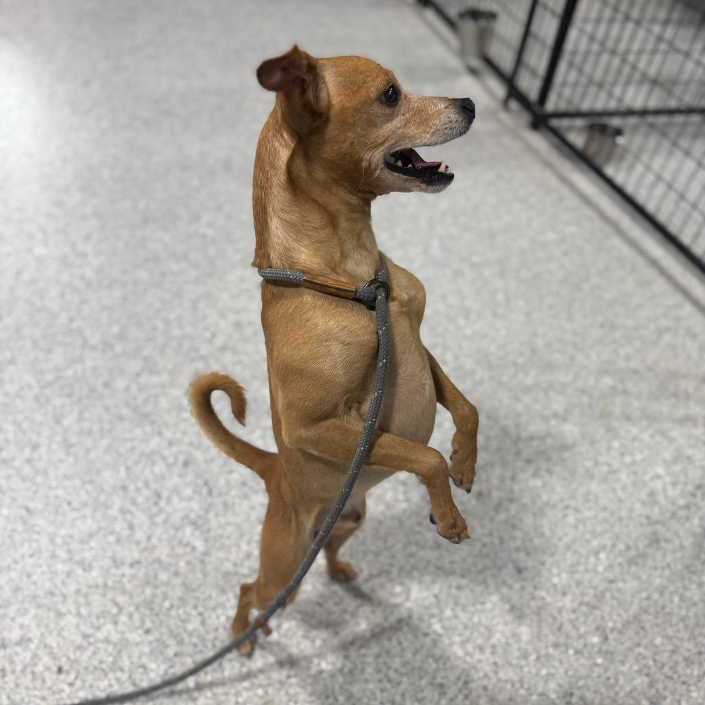 Enlarge Morten, a Adoptable mixed breed in Newberg, OR image 3/6