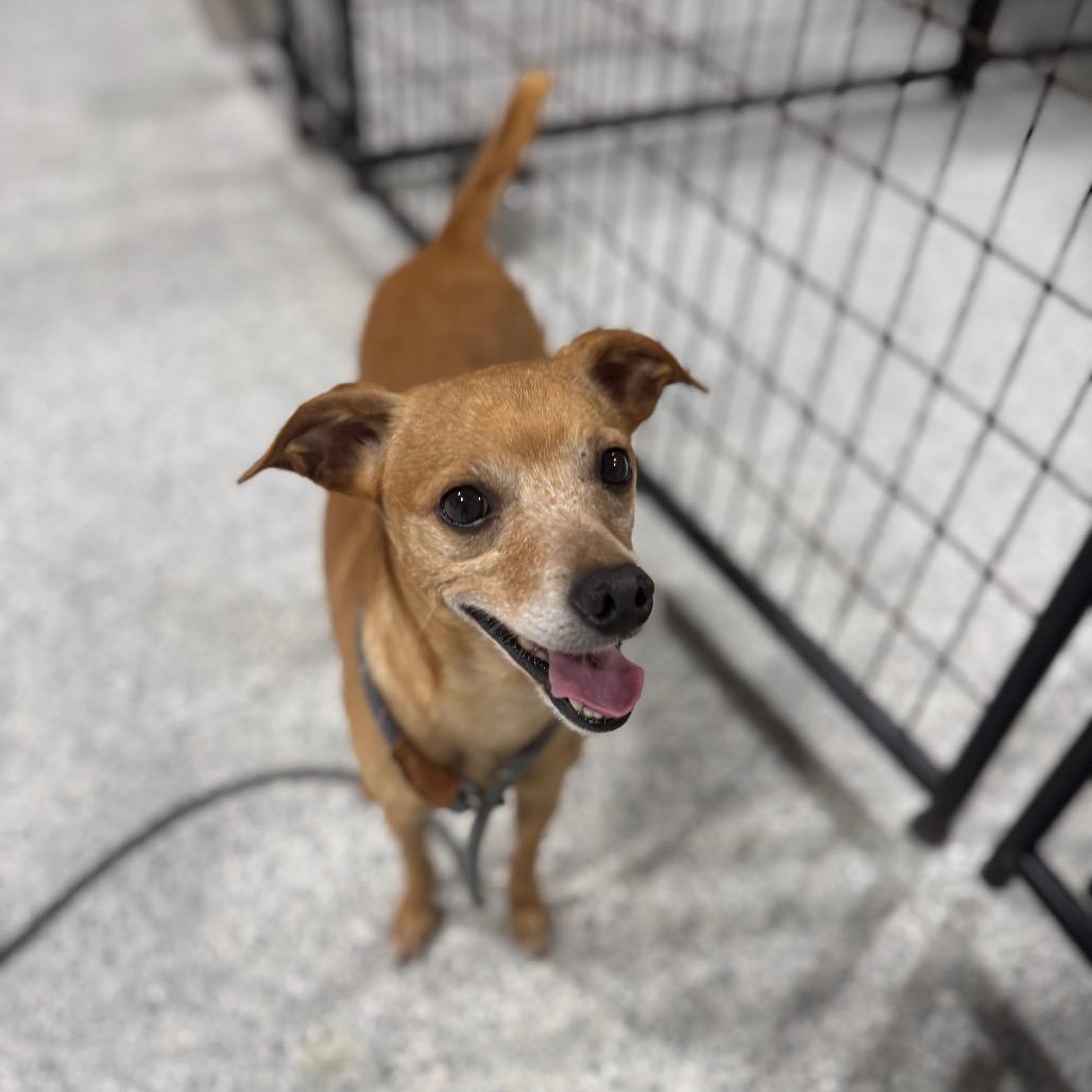 Enlarge Morten, a Adoptable mixed breed in Newberg, OR image 4/6