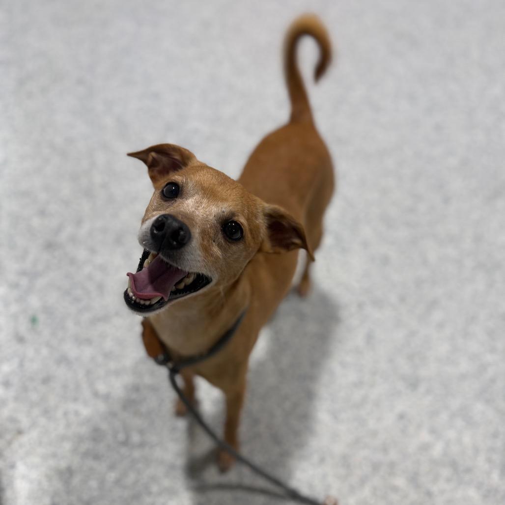 Enlarge Morten, a Adoptable mixed breed in Newberg, OR image 5/6