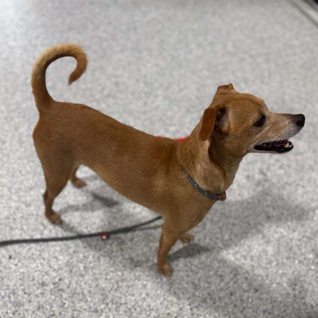 Enlarge Morten, a Adoptable mixed breed in Newberg, OR image 6/6