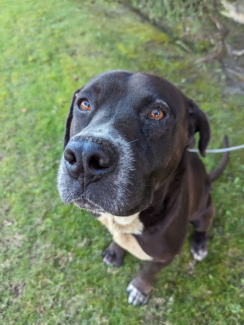 Enlarge Samuel, a Adoptable Black Labrador Retriever in Ventura, CA image 3/5