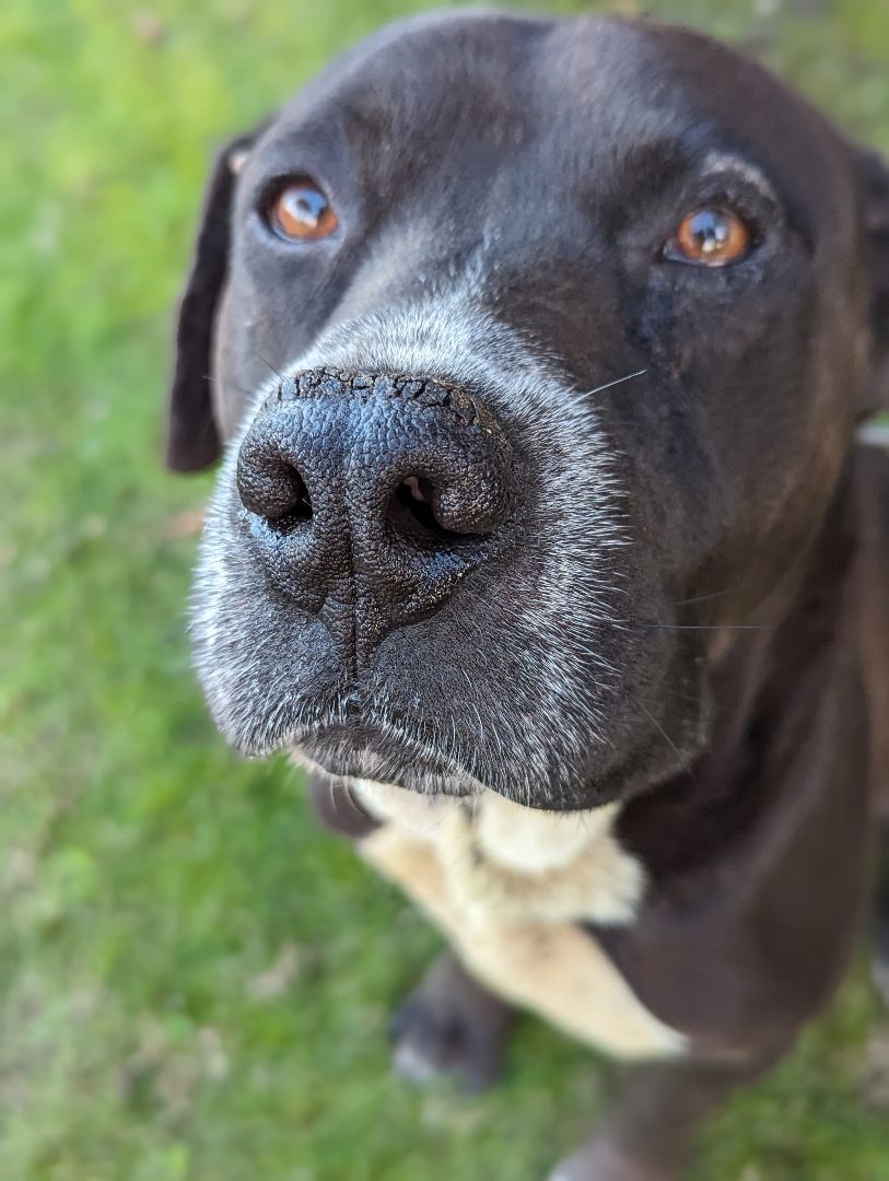 Enlarge Samuel, a Adoptable Black Labrador Retriever in Ventura, CA image 1/5