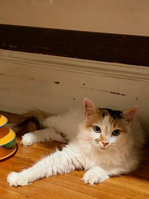 Flora, a ADOPTABLE Calico in Medford, MA image 3/4