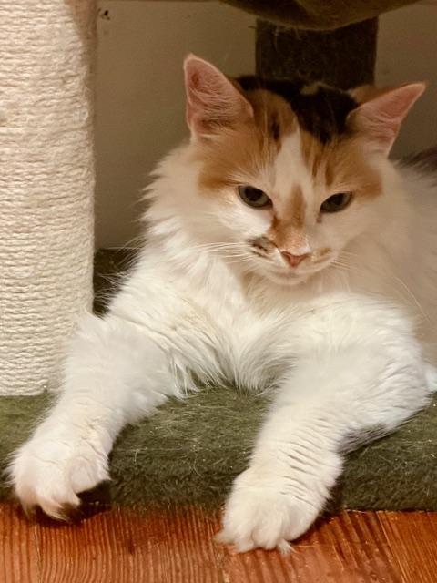 Flora, a ADOPTABLE Calico in Medford, MA image 4/4