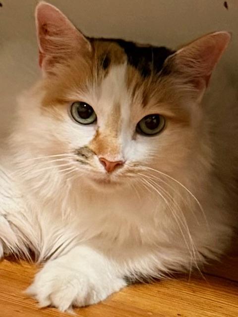 Flora, a ADOPTABLE Calico in Medford, MA image 1/4